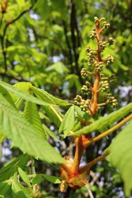 Aesculus hippocastanum - jírovec maďal - květ pupen (41)